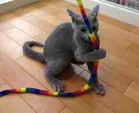 Cat Toy Review Guide