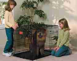 Dog Crate Review Guide